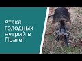 Атака голодных нутрий в Праге