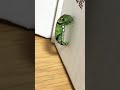 アゲハチョウの幼虫がサナギになる瞬間！！