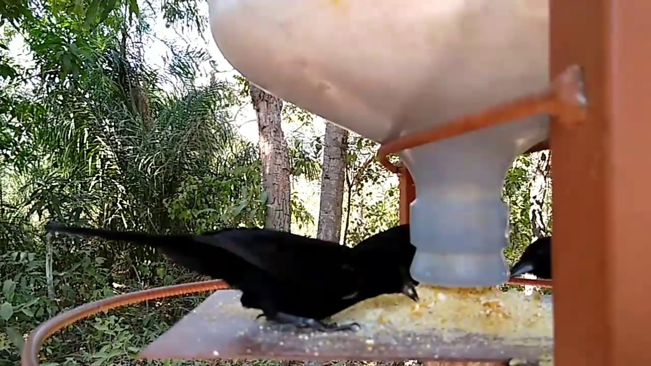 como-atrair-p-ssaros-silvestres-para-o-seu-comedouro-youtube