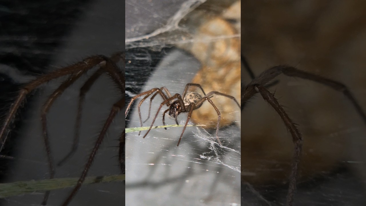 Je découvre une superbe Tégénaire !
