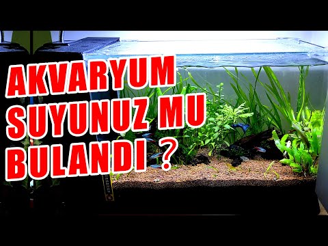 AKVARYUM SUYUNUZ MU BULANDI? Cam Gibi Akvaryum Suyu Nasıl Olur-Akvaryum Suyu Berraklaştırma