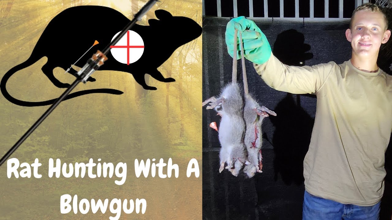 Epic RAT Hunting with a Blowgun! Invasive Rats! - YouTube