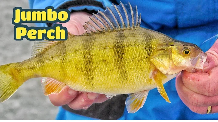 Jumbo Perch ~ North Dakota Pothole Lakes 
