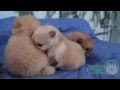 Pomerania 24 dias de nacidos - Mini Pomeranian Azteca