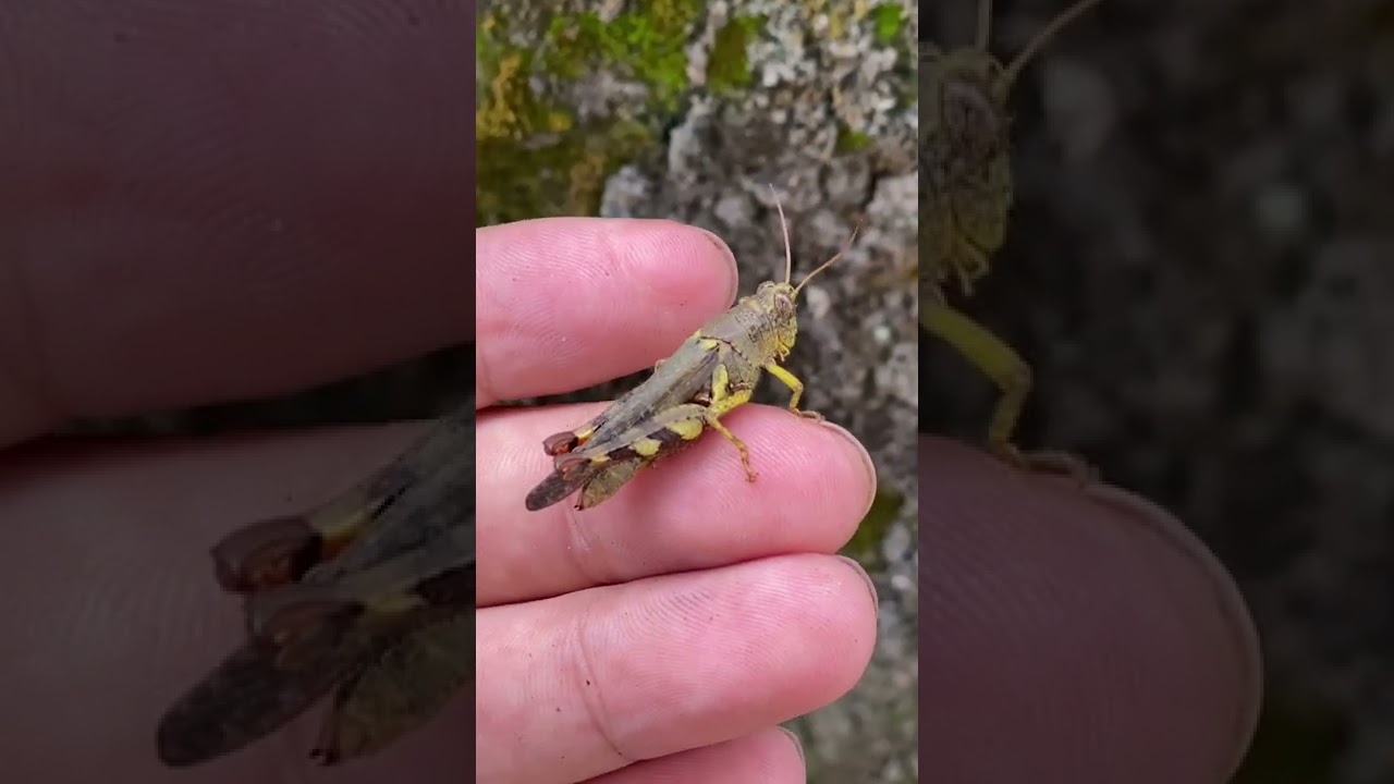 grasshopper | find and catch grasshoppers | grasshopper part 8 