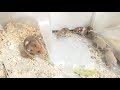 愛の巣の大掃除でママハムと子ハムが大慌て(前編)