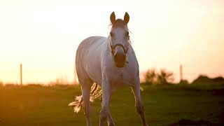 Horse in field by Sanne Wiering fotografie & film