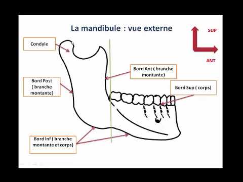 Vidéo: Anatomie, Définition Et Fonction De La Mandibule - Cartes Corporelles