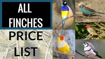 All Finches Price List (with pictures)