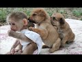 Two puppies want to make friends with Monkey baby Sky