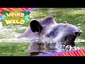 Tapir Exploration Quiz