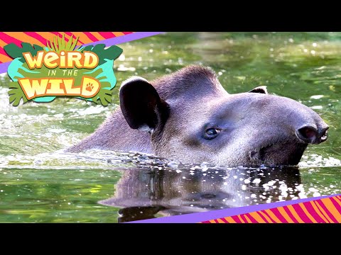⁣Discover a Bizarre Creature of the Jungle: Tapirs, Nature's Unusual Submarine! | WEIRD IN THE WILD