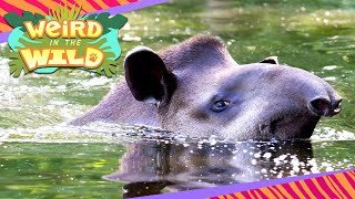 TAPIRS: Nature's Strange Swimming Submarine | WEIRD IN THE WILD