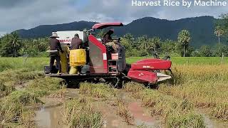 Harvest Rice By Machine 2023