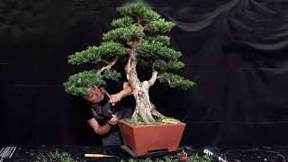 How to bend a bonsai - great bonsai bending skills #230