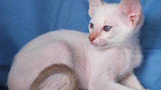 Iris's Kittens Sired by Tabasco by Permes Cattery 87 views 6 years ago 4 minutes, 13 seconds