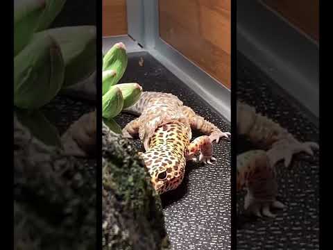 Video: Behöver leopardgeckos imma?