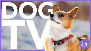 Dog TV: Wildlife Virtual Dog Walk - Entertainment for Dogs (20 HOURS)