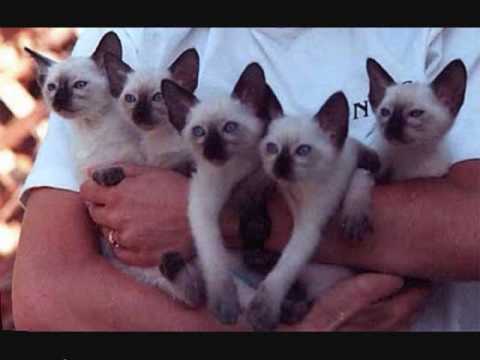 Siamese.wmv
