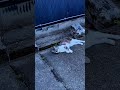 猫様にナンパされた件 #Short#ナンパ#猫#cat
