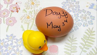 RAW EGG PEELING LIVE - DAY 38