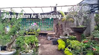 Bonsai Adenium/ Kamboja Jepang Rp2,5jt, Pantaskah