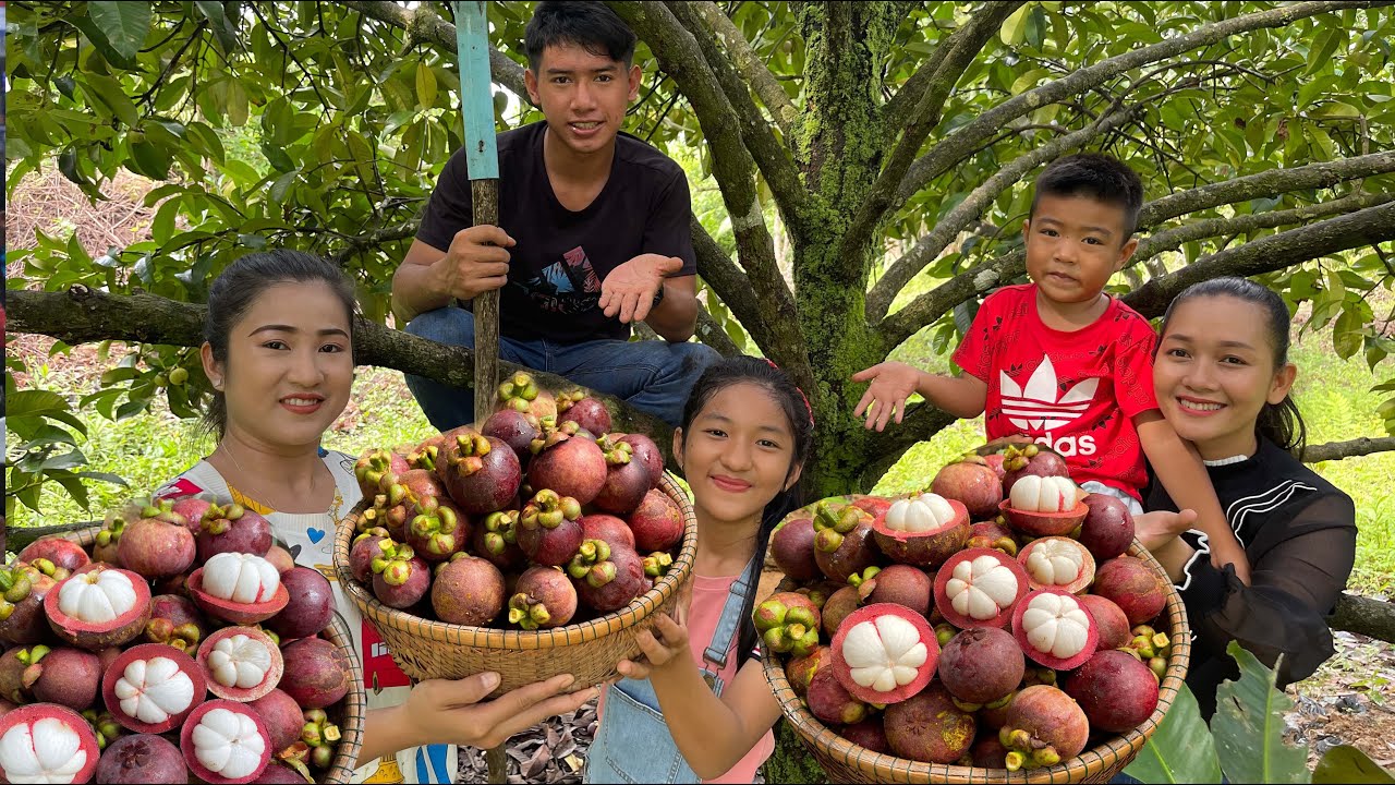 Pick and eat mangosteen fruit under mangosteen tree / Yummy and sweet