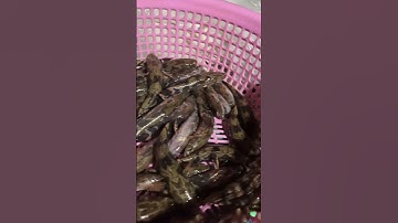 Cá bống tượng giống nuôi vỗ béo 12-15-25-35k #shortvideo #fishing #cakoi #fish #koi