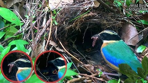 Paok birds nest on the ground, and feed their children by feeding earthworms❤️