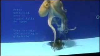 Sports Performance Clever octopus