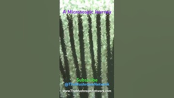 A Microscopic Journey #mushrooms #mycology #microscopy #microscopicworld #microscope #spores