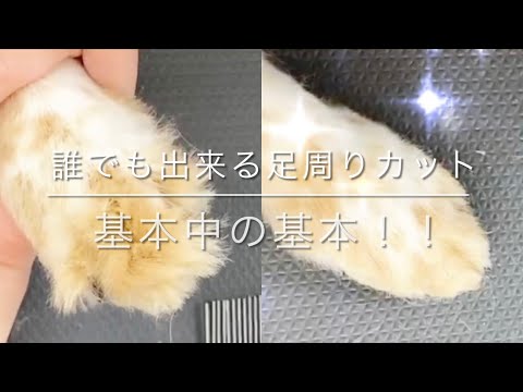 【トリミング　足周りカット】「自分で出来る足周りカット、基本中の基本！！」倍速なし！全犬種