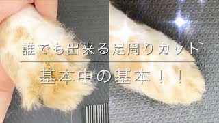 【Grooming】All Dog  ”Cut around The Toes”