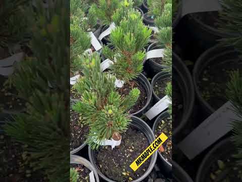 Video: Apa Itu Pinus Hitam Jepang: Pelajari Tentang Perawatan Pinus Hitam Jepang Di Lanskap