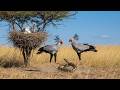 Secretary Bird: 198 Days From Egg to Savanna Predator | Ultimate Survival Story