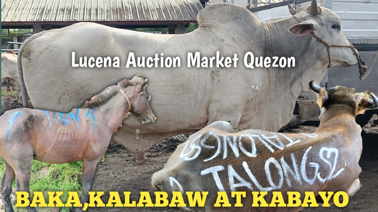 Kabayo,Baka at Kalabaw sa Lucena Auction Market Quezon