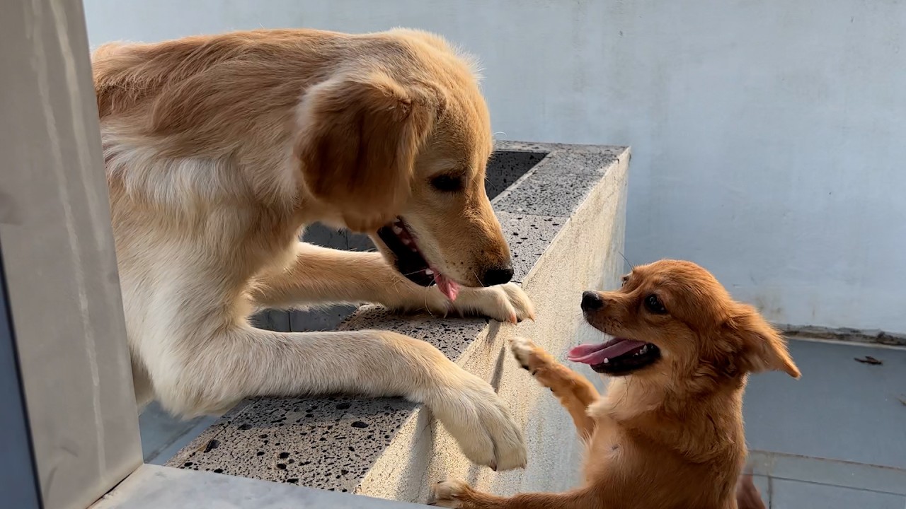 What Happens When a Golden Retriever Runs for Help to Save a Trapped Puppy #cutepets #dog #animal