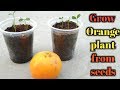 How to grow orange plant from seeds.|| संतरा को बीज से कैसे उगाये।