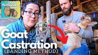 Castrating Goats:  How, Why and When!