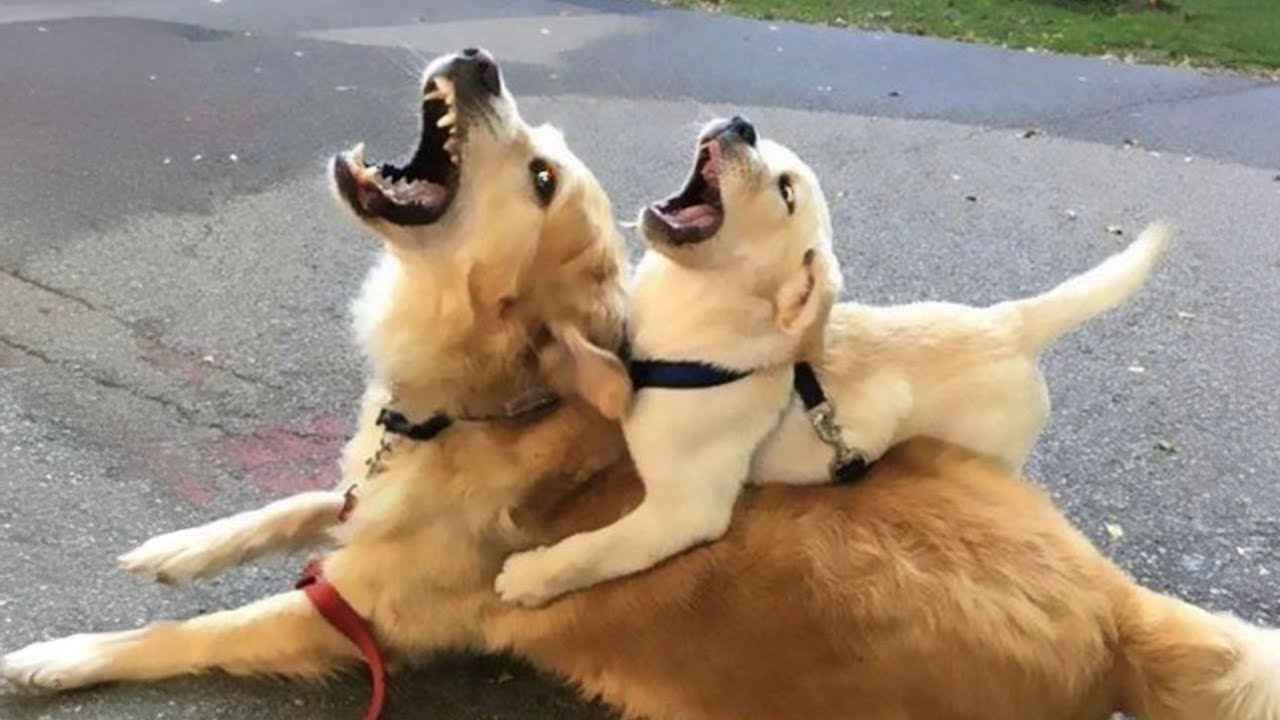 The Funniest Animal Videos of February 😁 Funny Dogs and Cats That Will Have You ROFL The Funniest Animal Videos of February 😁 Funny Dogs and Cats That Will Have You ROFL