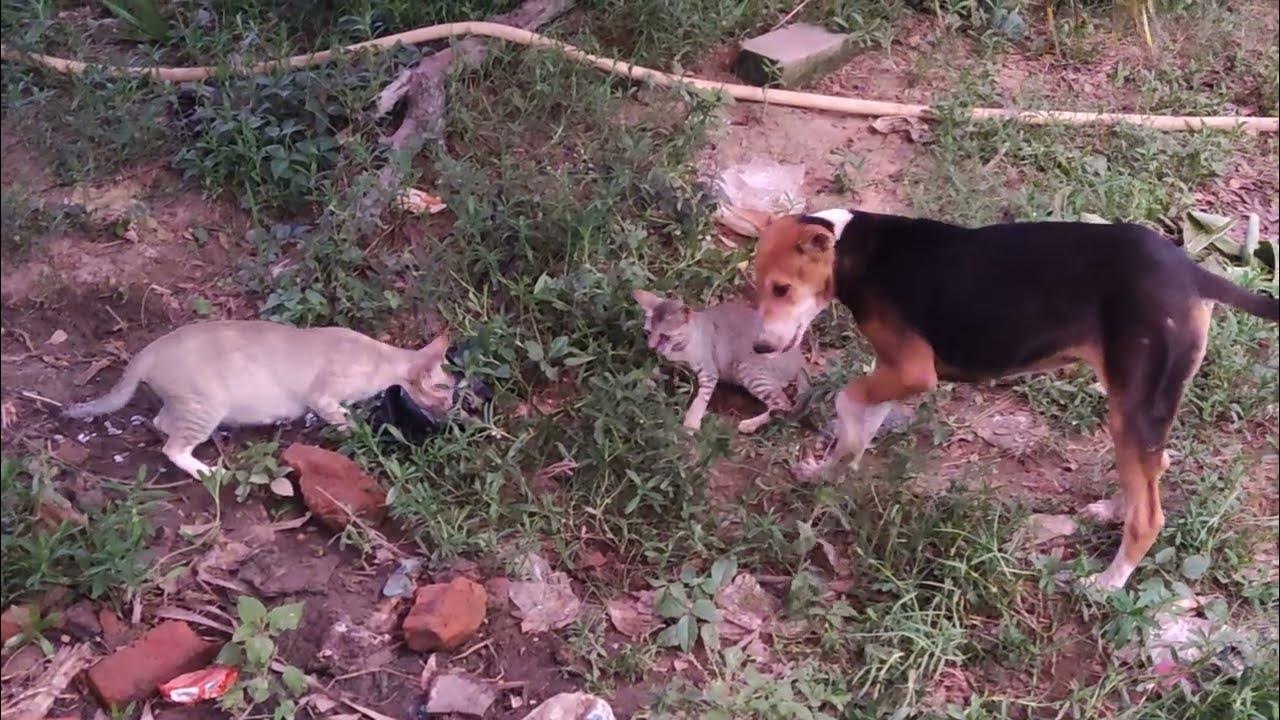 Cat Vs Dog Fight To The Death cat vs dog fight - YouTube