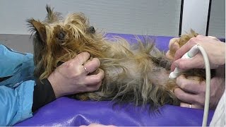 Как делают УЗИ СОБАКЕ. Ultrasound examination of the dog. Одесса. Как делают УЗИ СОБАКЕ. Ultrasound examination of the dog. Одесса.