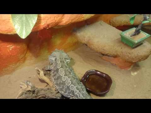 Video: Vnitrozemský Vousatý Drak - Pogona Vitticeps Plemeno Plazů Hypoalergenní, Zdraví A životnost