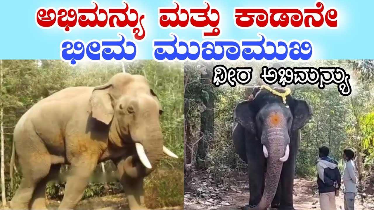 ಅಭಿಮನ್ಯು ಮತ್ತು ಭೀಮ ಮುಕಾಮುಕಿ | ಭೀಮನನ್ನು ನೋಢಿ ಗಾಂಭಿರ್ಯದಿಂದ ಹೆಜ್ಜೆ ಹಾಕಿದ ಅಭಿಮನ್ಯು |abhimanyu vs bhima
