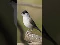Best Blackcap Capinera Sound افظل صوت خوري شماس 