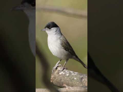 Best Blackcap Capinera Sound افظل صوت خوري شماس