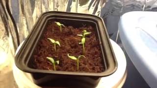 Fatalli And Mystery Yellow. Update 1