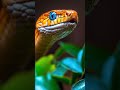 Golden Snake Close-Up 😱 Nature’s Most Stunning Predator in 4K! 😱😱😱
