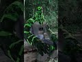 I Unlocked the Master Control of the Omnitrix!