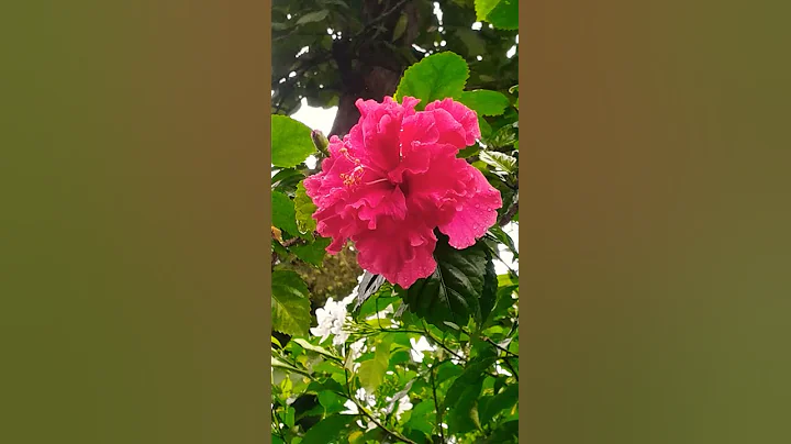 Pink Hibiscus | Double petals Hibiscus flowers | Gudhal ke phool #short #hibiscus #flowers - DayDayNews